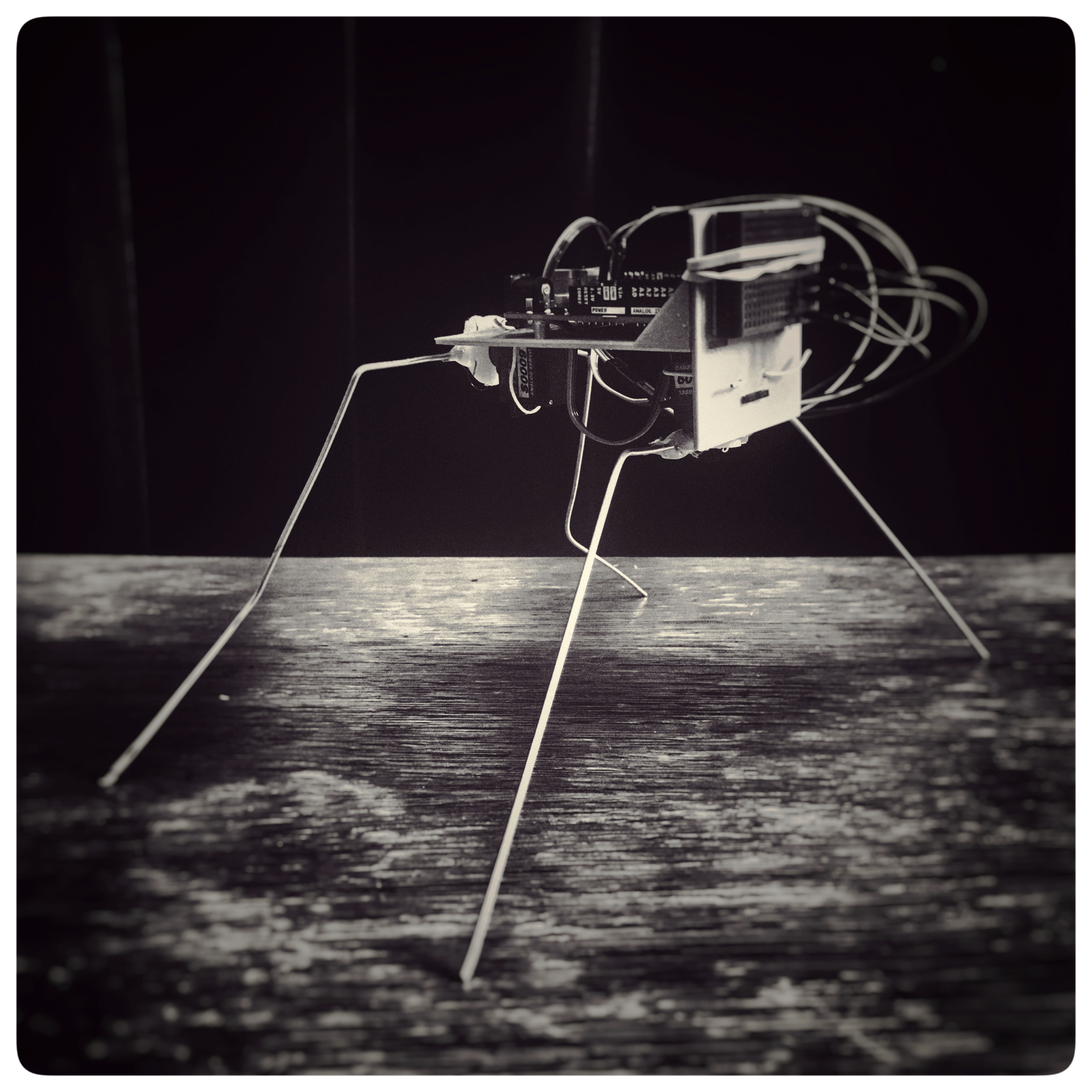 photo de insectuin 2